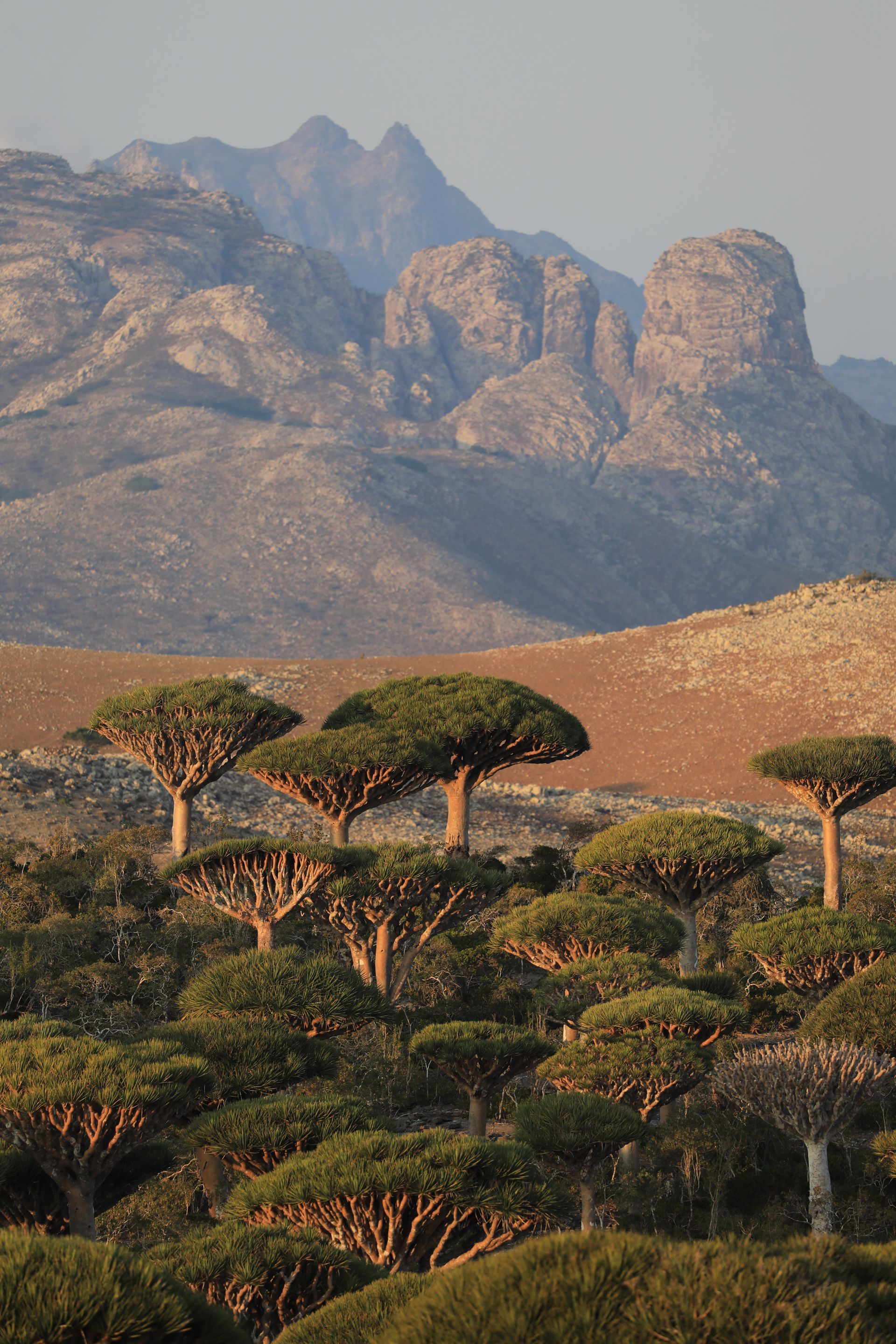 Dragon blood trees scattered below the granite peaks of the Hagghier mountains