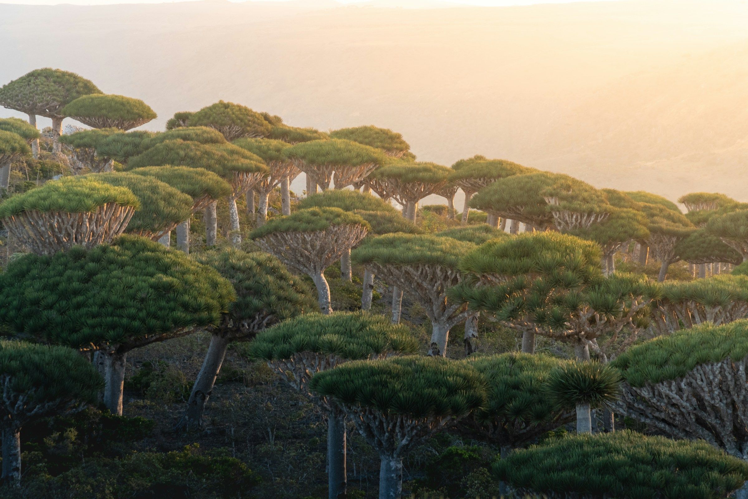 Dense forest of umbrella-shaped dragon blood trees at golden hour on the Firmihin Plateau