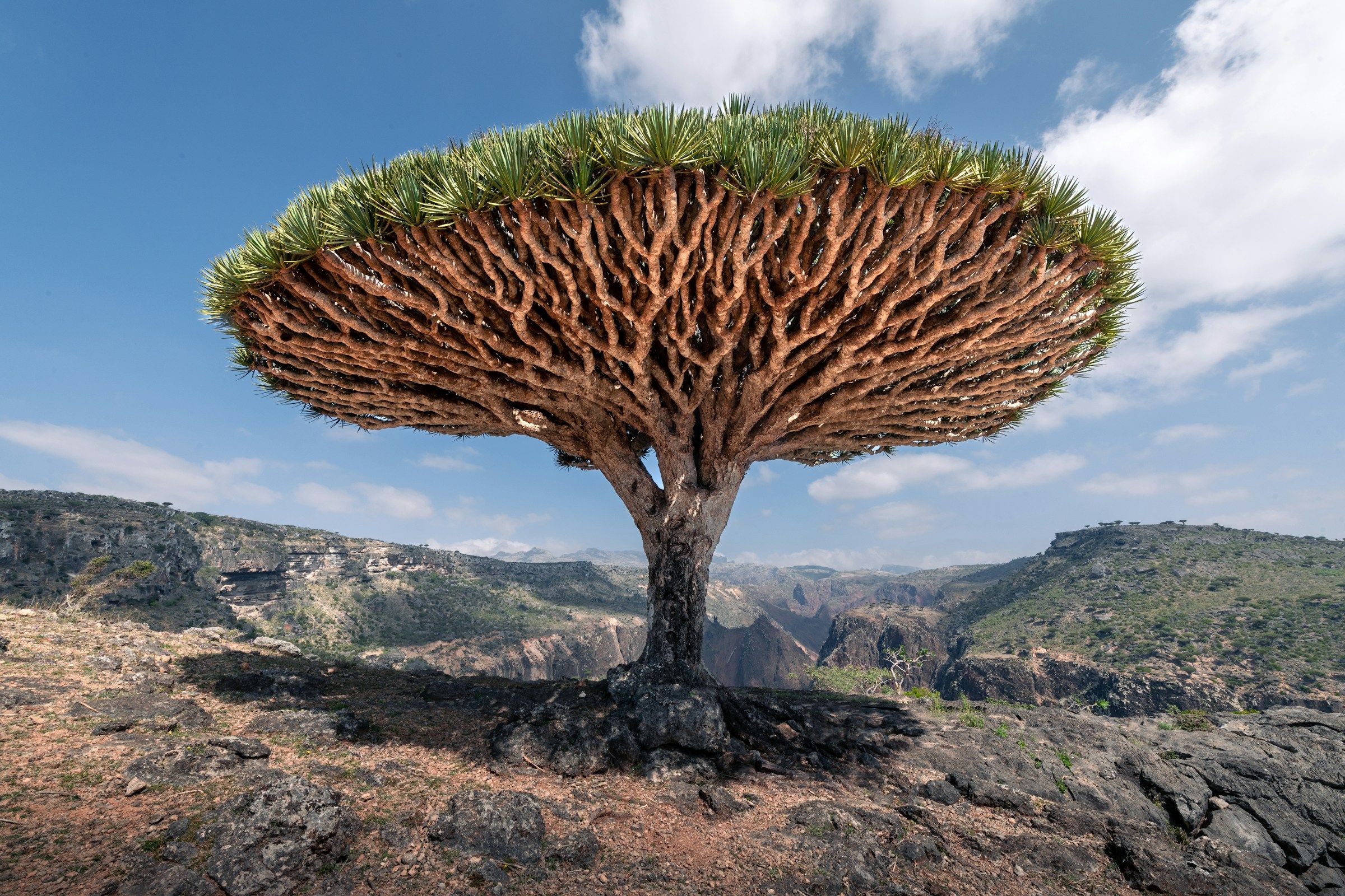 Lone dragon blood tree standing on a canyon rim in the Socotra highlands